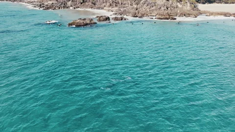 Dolphins Cruising Parallel to Shore in Sunlit Shallow Water, Byron Bay Stock-Footage 327374559