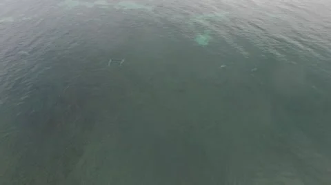 Dolphins Crusing Stock Footage 52706823
