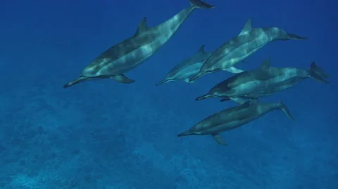 Dolphins displaying normal behavior Stock Footage 46895402