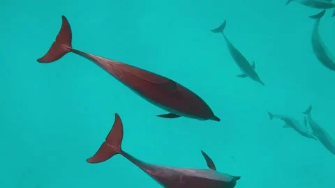Dolphins dive Stock Footage 159796759
