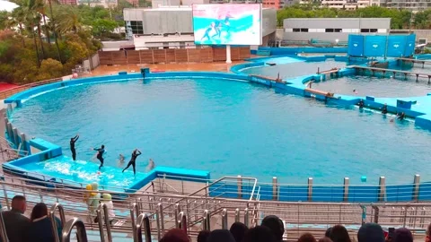 Dolphins doing tricks at Oceanográphic, Valencia Large Aquarium Stock Footage 157677326