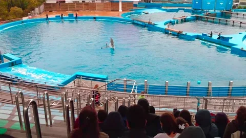 Dolphins doing tricks at Oceanographic, Valencia Stock Footage 157677686