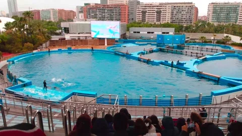 Dolphins doing tricks at with Trainers at Oceanográphic, Valencia Stock Footage 157674681