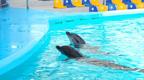 Dolphins in the Dolphinarium Stock Footage 68755019