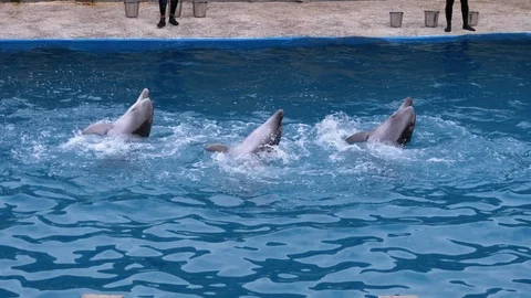 Dolphins in Dolphinarium Perform Tricks in the Pool. Funny Dolphins Circling in Stock Footage 119985443