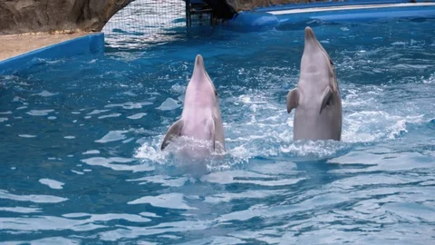 Dolphins in Dolphinarium Perform Tricks in the Pool. Funny Dolphins Circling in Stock Footage 119985699