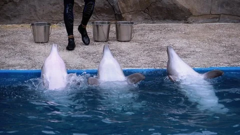 Dolphins in Dolphinarium Perform Tricks in the Pool. Slow Motion. Dolphin show Stock Footage 120588580