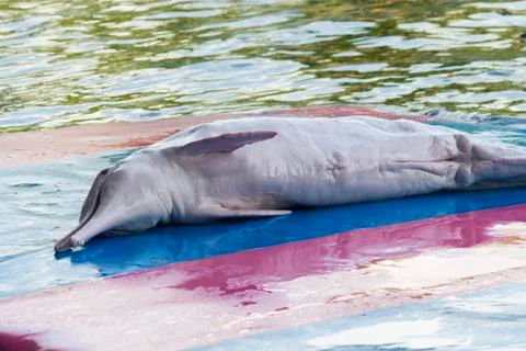 Dolphins in a dolphinarium Stock Photos