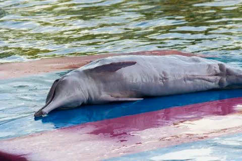 Dolphins in a dolphinarium Stock Photos