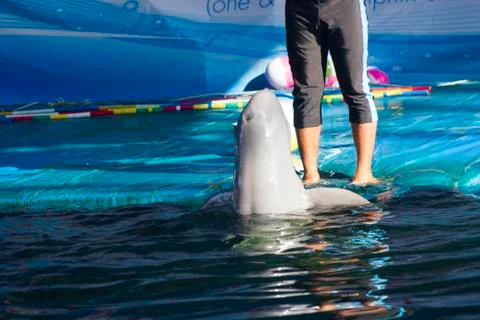 Dolphins in a dolphinarium Stock Photos