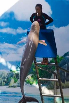 Dolphins in a dolphinarium Stock Photos