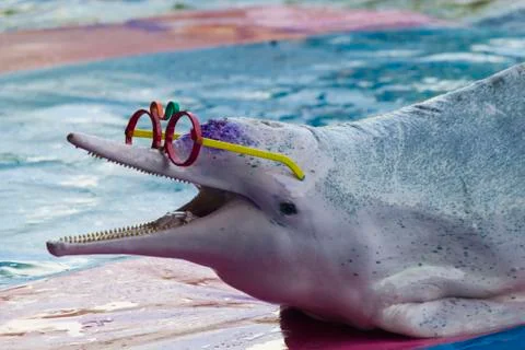 Dolphins in a dolphinarium Stock Photos