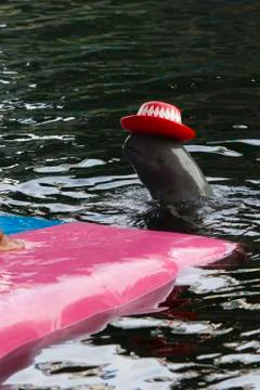 Dolphins in a dolphinarium Stock Photos