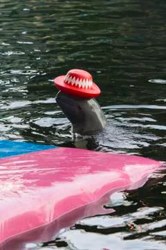 Dolphins in a dolphinarium Stock Photos