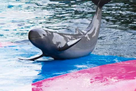 Dolphins in a dolphinarium Stock Photos
