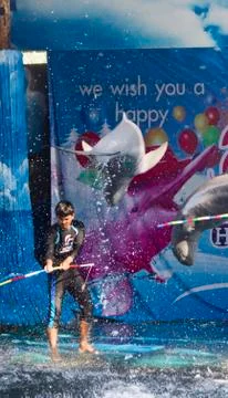Dolphins in a dolphinarium Stock Photos
