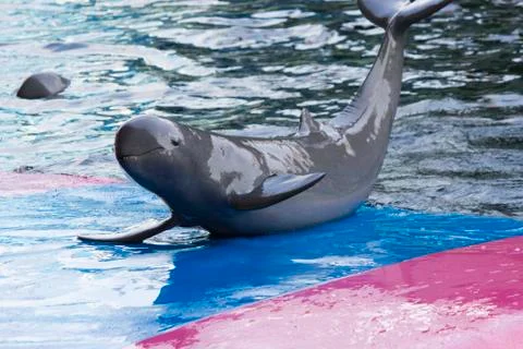 Dolphins in a dolphinarium Stock Photos