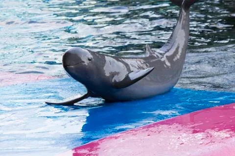 Dolphins in a dolphinarium Stock Photos
