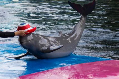 Dolphins in a dolphinarium Stock Photos