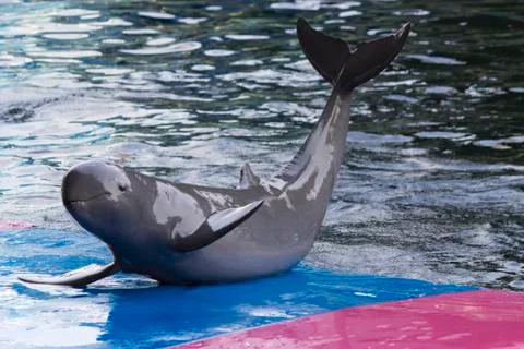 Dolphins in a dolphinarium Stock Photos