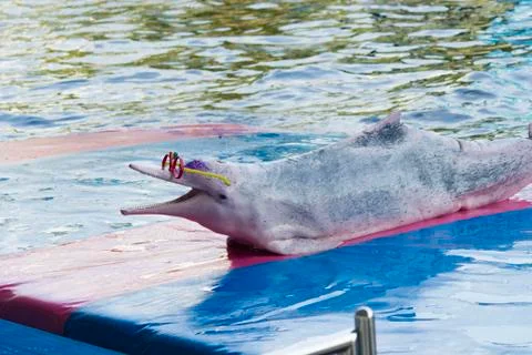 Dolphins in a dolphinarium Stock Photos