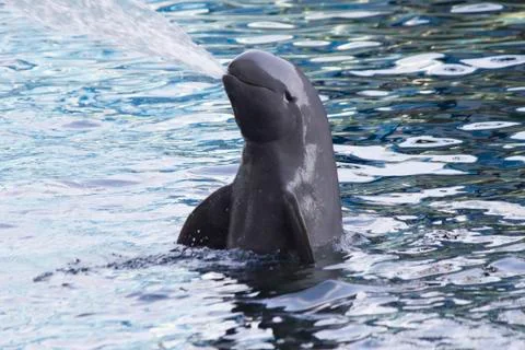 Dolphins in a dolphinarium Stock Photos