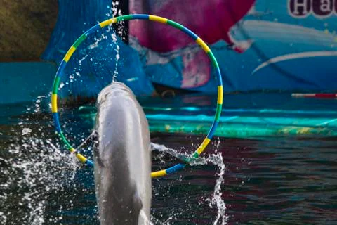 Dolphins in a dolphinarium Stock Photos