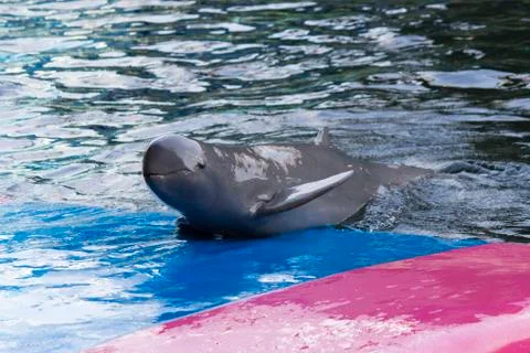 Dolphins in a dolphinarium Stock Photos
