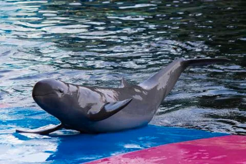 Dolphins in a dolphinarium Stock Photos