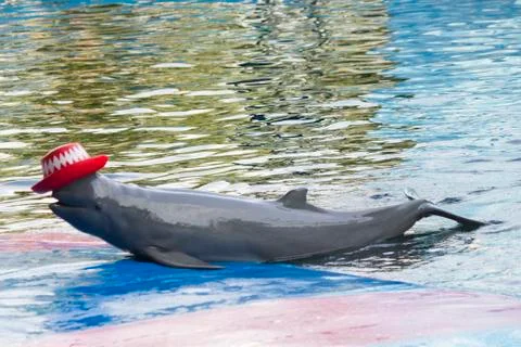 Dolphins in a dolphinarium Stock Photos