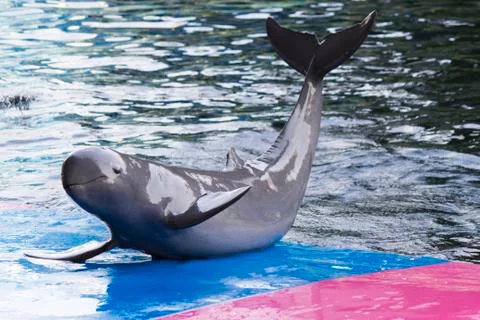 Dolphins in a dolphinarium Stock Photos