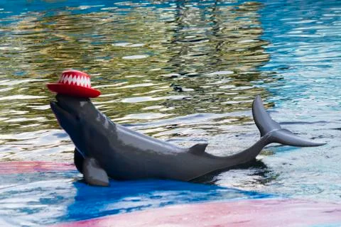 Dolphins in a dolphinarium Stock Photos