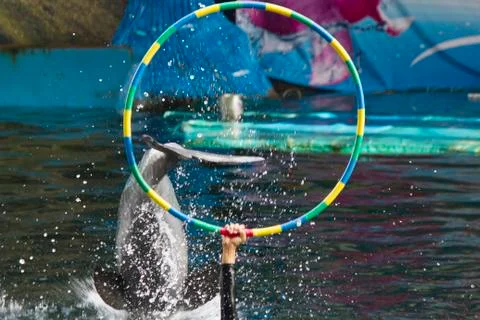Dolphins in a dolphinarium Stock Photos