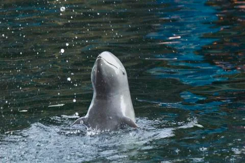 Dolphins in a dolphinarium Stock Photos