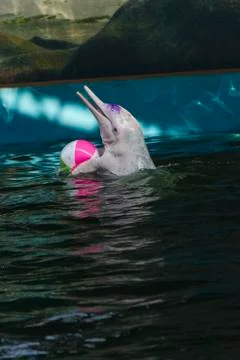 Dolphins in a dolphinarium Stock Photos