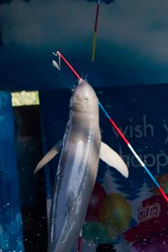 Dolphins in a dolphinarium Stock Photos