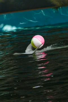 Dolphins in a dolphinarium Stock Photos