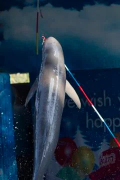 Dolphins in a dolphinarium Stock Photos