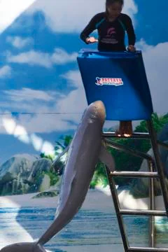 Dolphins in a dolphinarium Stock Photos