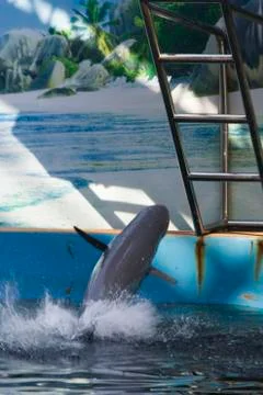 Dolphins in a dolphinarium Stock Photos