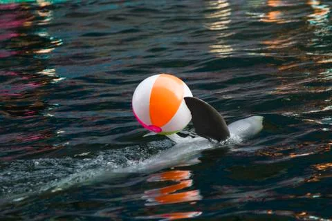 Dolphins in a dolphinarium Stock Photos
