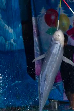 Dolphins in a dolphinarium Stock Photos