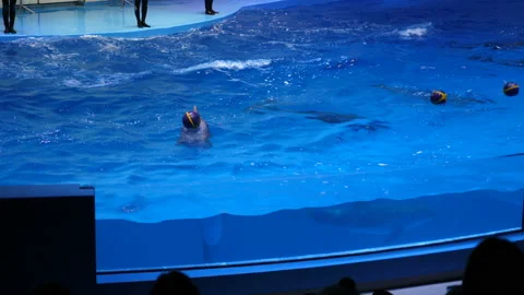 Dolphins in dolphinarium at show 库存影片 126704859