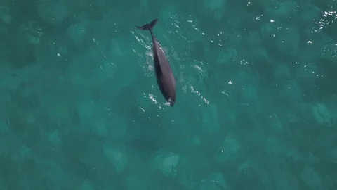 Dolphins From Drone Video stock 120681392