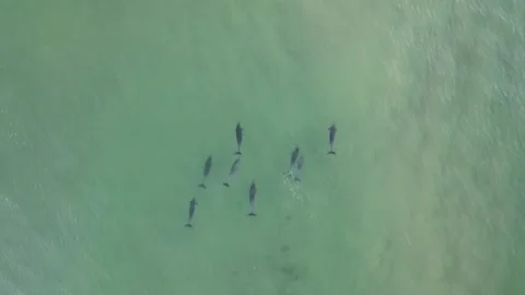 Dolphins drone shot Stock Footage 268795887
