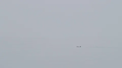 Dolphins emerge in the open sea Stock Footage 98175629