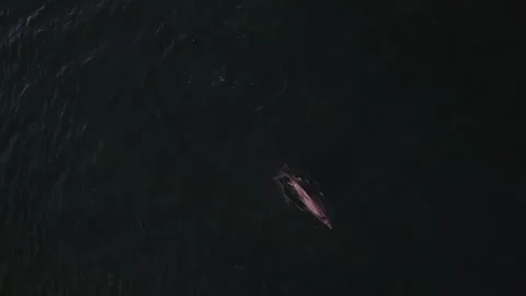 Dolphins emerge from the water drone view Stock Footage 263412229