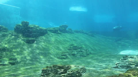 Dolphins in enclosure Stock Footage 31980783