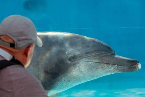 Dolphins engage in friendly and intimate interactions with humans in aquarium Stock Photos