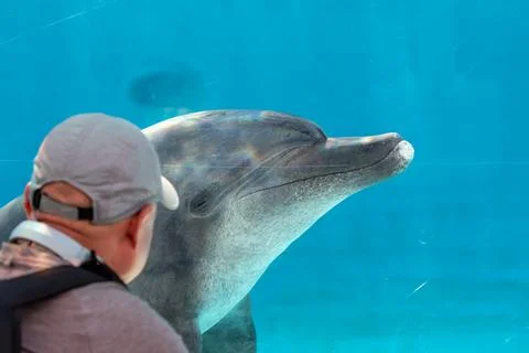 Dolphins engage in friendly and intimate interactions with humans in aquarium Stock Photos